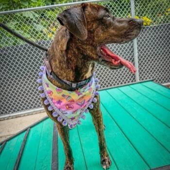 Rescue Mixed Breed Dogs for Adoption in Charleston, West Virginia - Lisa Frank | PetCurious