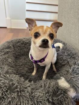 Molly -  Chihuahua Dog for Adoption in Alafaya, Florida - Molly | PetCurious