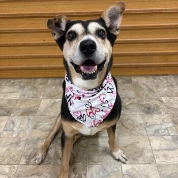 Sadie -  Shepherd and Australian Cattle Dog Blue Heeler Dog for Adoption in Pilot Point, Texas - Sadie | PetCurious