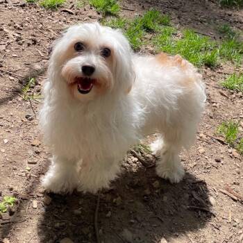 Havanese Dogs Available for Adoption in Graham, Washington - BEAUTY | PetCurious