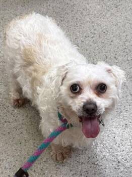 Blondee -  Maltese and Mixed Breed Dog for Adoption in Fishers, Indiana - Blondee | PetCurious
