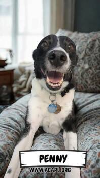 Border Collie and Rat Terrier Dogs Available for Adoption - Penny | PetCurious