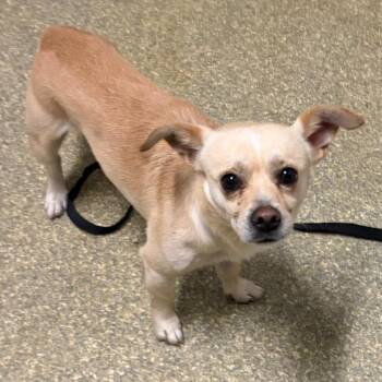 IVHS-Stray-143206 -  Chihuahua Dog for Adoption in San Gabriel, California - IVHS-Stray-143206 | PetCurious