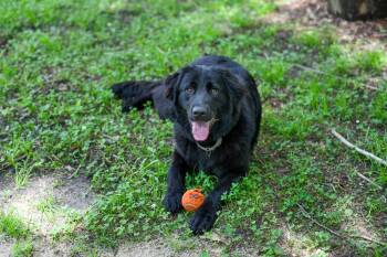 Tilly (Coming Soon) -  Retriever Dog for Adoption in Bonifay, Florida - Tilly (Coming Soon) | PetCurious