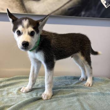 IVHS-Stray-142450 -  Siberian Husky Dog for Adoption in San Gabriel, California - IVHS-Stray-142450 | PetCurious