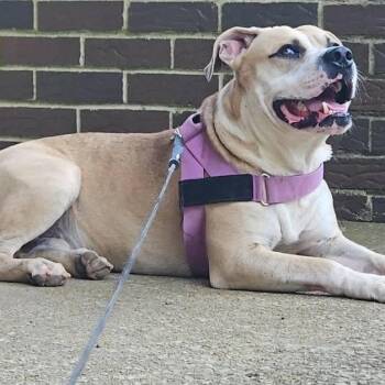 Mailman -  Mixed Breed Dog for Adoption in Columbiana, Alabama - Mailman | PetCurious