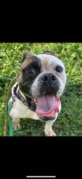 Rescue Bulldog Dogs for Adoption in Warren, Ohio - Mochi | PetCurious