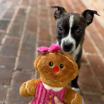 Pit Bull Terrier and Labrador Retriever Dogs Available for Adoption - Hershey Cute Face | PetCurious