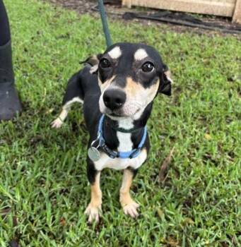 Dachshund and Mixed Breed Dogs Available for Adoption - Olivia | PetCurious