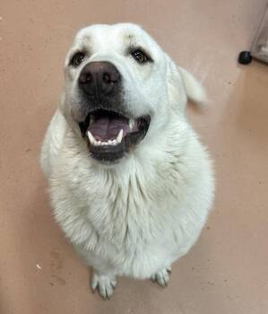 Great Pyrenees Dogs Available for Adoption in Kennewick, Washington - Cloud | PetCurious