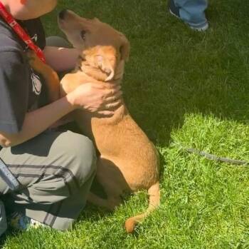 Nala -  Chihuahua Dog for Adoption in Toronto, Ontario - Nala | PetCurious