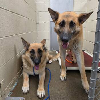 Franklin -  German Shepherd Dog Dog for Adoption - Franklin | PetCurious