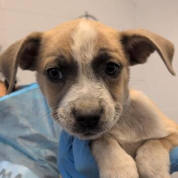 G.I. Timmy -  Australian Cattle Dog Blue Heeler and American Staffordshire Terrier Dog for Adoption in Hattiesburg, Mississippi - G.I. Timmy | PetCurious