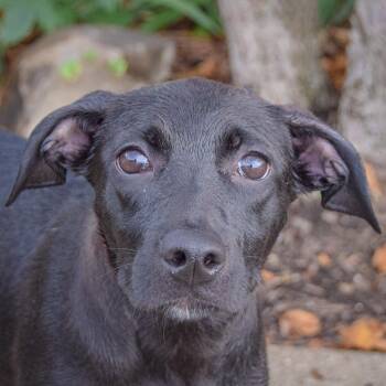 Bug -  Black Labrador Retriever and Border Collie Dog for Adoption in Huntley, Illinois - Bug | PetCurious