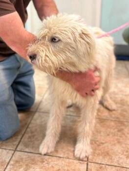 FOSTER ME - Dazzle -  Sheep Dog Dog for Adoption in Grafton, Wisconsin - FOSTER ME - Dazzle | PetCurious