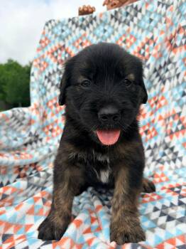 Mixed Breed and Golden Retriever Dogs Available for Adoption in Bellingham, Washington - Snickers | PetCurious