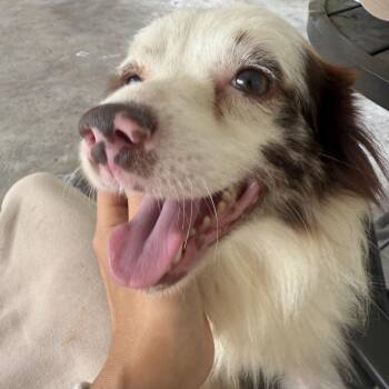 Koozie -  Australian Shepherd Dog for Adoption in Baker, Louisiana - Koozie | PetCurious