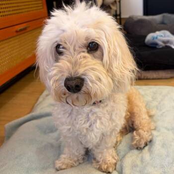 Clooney 14375 -  Maltese and Miniature Poodle Dog for Adoption in San Francisco, California - Clooney 14375 | PetCurious