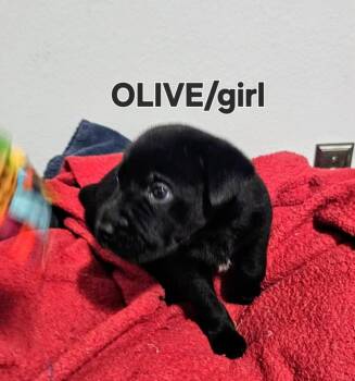 Labrador Retriever and Mixed Breed Dogs Available for Adoption in Evergreen, Colorado - Olive | PetCurious