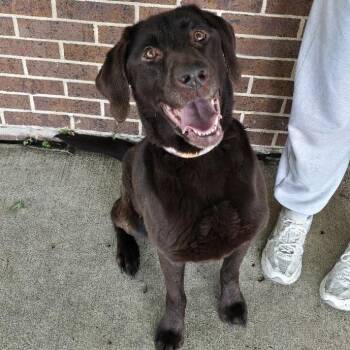 Chocolate Labrador Retriever Dogs Available for Adoption in Waterloo, Iowa - Luana | PetCurious