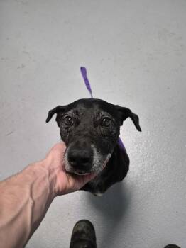 Pen 169 -  Labrador Retriever Dog for Adoption in Lawrenceville, Georgia - Pen 169 | PetCurious