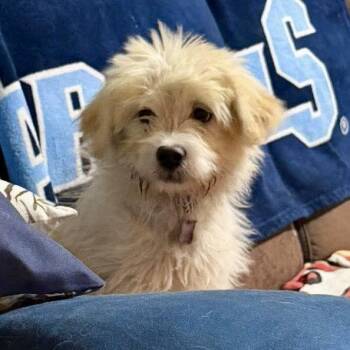 Terrier Dogs Available for Adoption in Hillsborough, North Carolina - Fancy | PetCurious