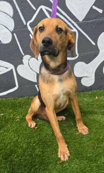 Beagle and Hound Dogs Available for Adoption - Quince | PetCurious