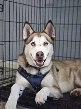 Balto -  Siberian Husky Dog for Adoption in Johns Creek, Georgia - Balto | PetCurious