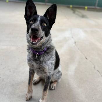 Indy -  Australian Cattle Dog Blue Heeler Dog for Adoption in Durango, Colorado - Indy | PetCurious