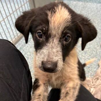 JUNIE B JONES -  Mixed Breed Dog for Adoption in Greensboro, North Carolina - JUNIE B JONES | PetCurious