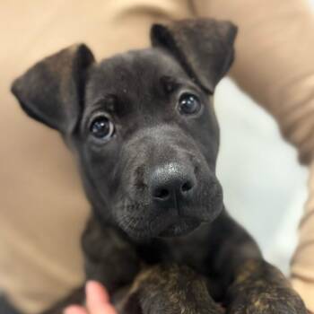 Pit Bull Terrier Dogs Available for Adoption in Los Angeles, California - Dottie | PetCurious