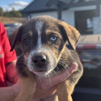 Rescue Mixed Breed Dogs for Adoption in Marshall, Texas - Rhea | PetCurious