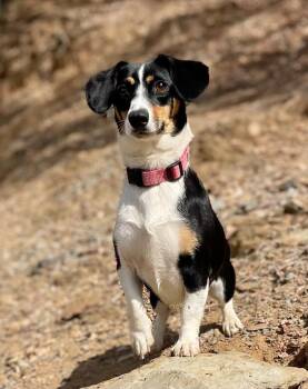Annie -  Dachshund Dog for Adoption in Jamestown, California - Annie | PetCurious