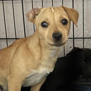 Chihuahua Dogs Available for Adoption - Woody | PetCurious