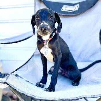Burt -  Italian Greyhound and Chihuahua Dog for Adoption in Los Angeles, California - Burt | PetCurious