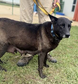 Rescue Shepherd Dogs for Adoption in Corinth, Mississippi - Morticia 25D-328 | PetCurious