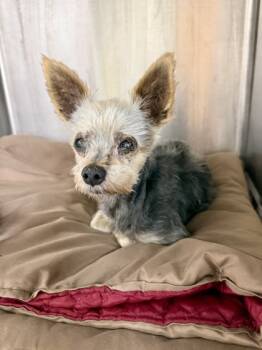 Rescue Yorkshire Terrier and Mixed Breed Dogs for Adoption in Picayune, Mississippi - Cyclops | PetCurious