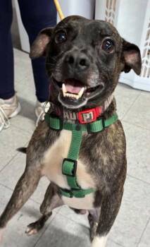 Buddy Martin -  Terrier and Mixed Breed Dog for Adoption in Hobart, Indiana - Buddy Martin | PetCurious