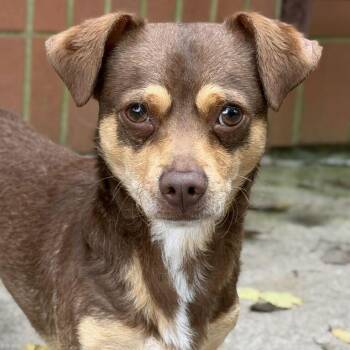 Dolce -  Chihuahua Dog for Adoption in Dayton, Ohio - Dolce | PetCurious