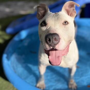Ghost -  Pit Bull Terrier Dog for Adoption in Port Richey, Florida - Ghost | PetCurious