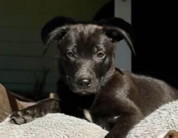 Terrier Dogs Available for Adoption - Satellite  | PetCurious