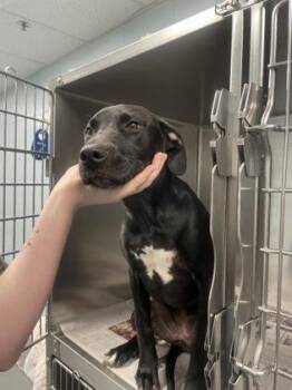 Labrador Retriever Dogs Available for Adoption in Sacramento, California - Morgana  | PetCurious