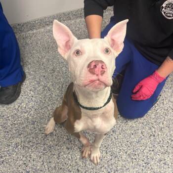 Bug -  Mixed Breed Dog for Adoption in Greenville, South Carolina - Bug | PetCurious