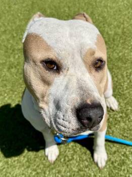 Mixed Breed Dogs Available for Adoption in Wichita, Kansas - Ham | PetCurious