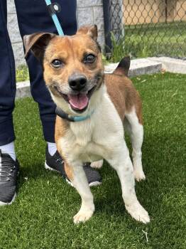 Russell -  Jack Russell Terrier and Chihuahua Dog for Adoption in Perth Amboy, New Jersey - Russell | PetCurious