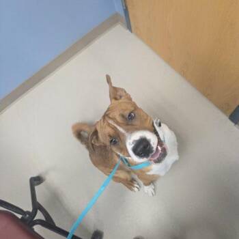 Ronnie -  Boxer and Mixed Breed Dog for Adoption in Grand Junction, Colorado - Ronnie | PetCurious