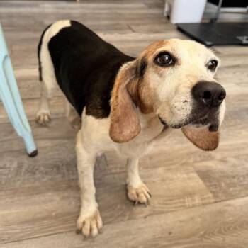 Betty Bagel -  Beagle Dog for Adoption in New Orleans, Louisiana - Betty Bagel | PetCurious