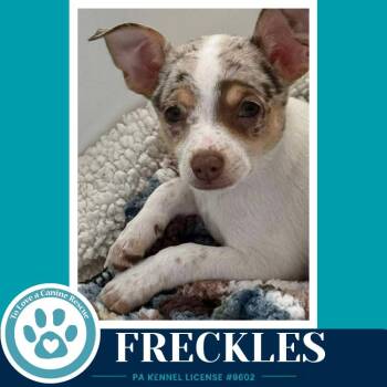 Freckles (speckled chis) 060626 -  Chihuahua Dog for Adoption in Kimberton, Pennsylvania - Freckles (speckled Chis) 060626 | PetCurious