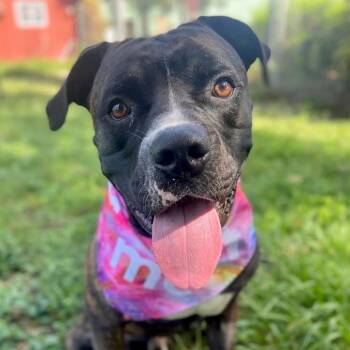 Rescue Bullmastiff Dogs for Adoption in Sarasota, Florida - Barney | PetCurious