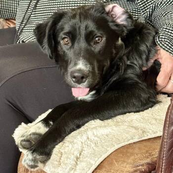 Australian Shepherd and Labrador Retriever Dogs Available for Adoption - Onyx | PetCurious